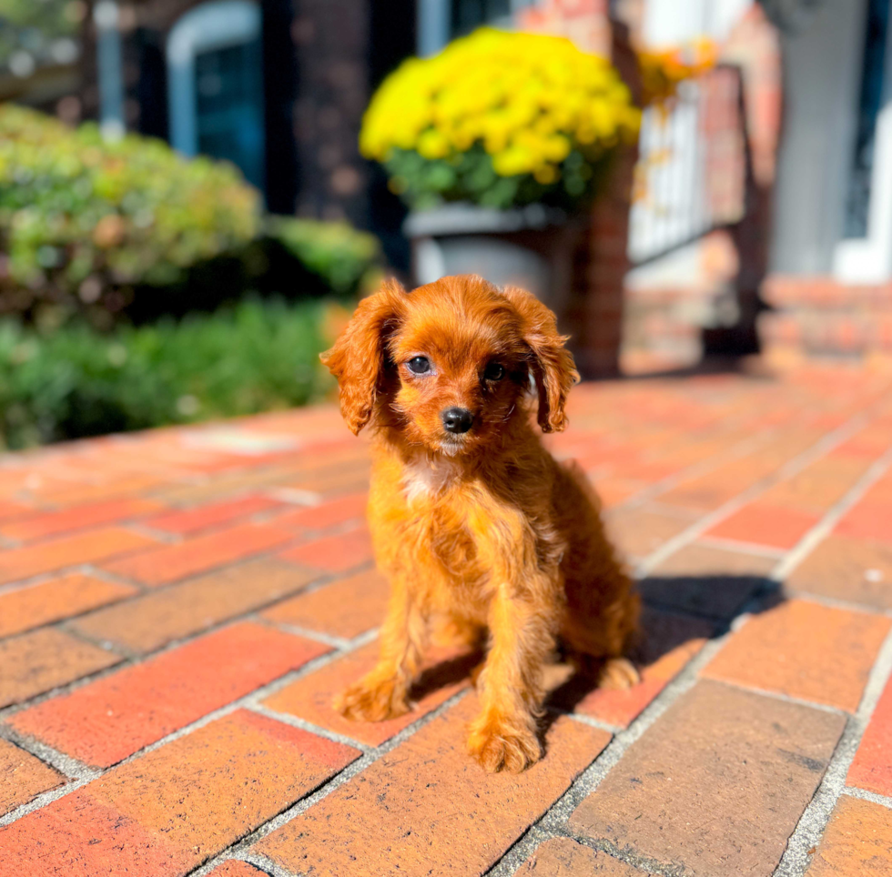 Cute Cavapoo Baby