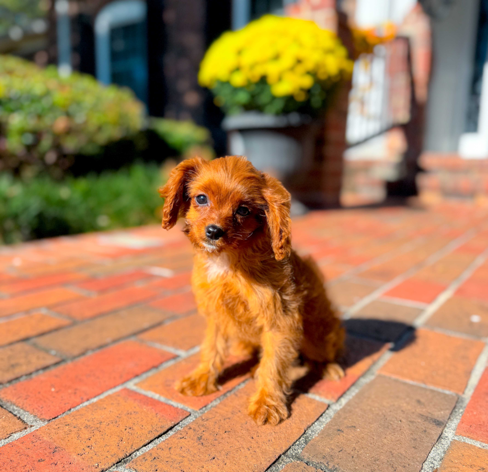 Cavapoo Puppy for Adoption