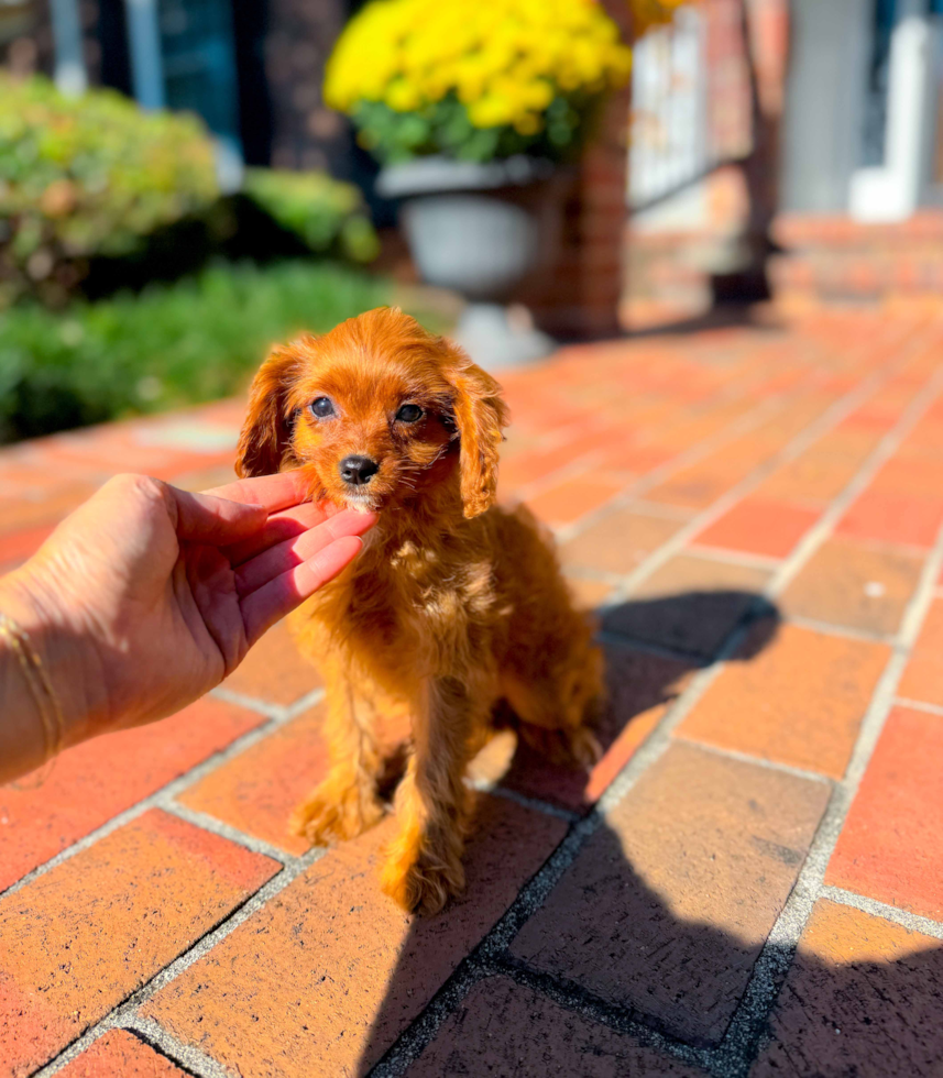 Best Cavapoo Baby