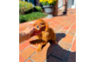 Cute Cavipoo Poodle Mix Puppy