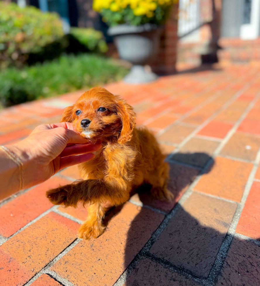 Cute Cavipoo Poodle Mix Puppy