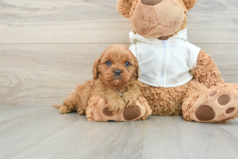 Cavapoo Pup Being Cute