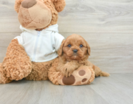 7 week old Cavapoo Puppy For Sale - Simply Southern Pups