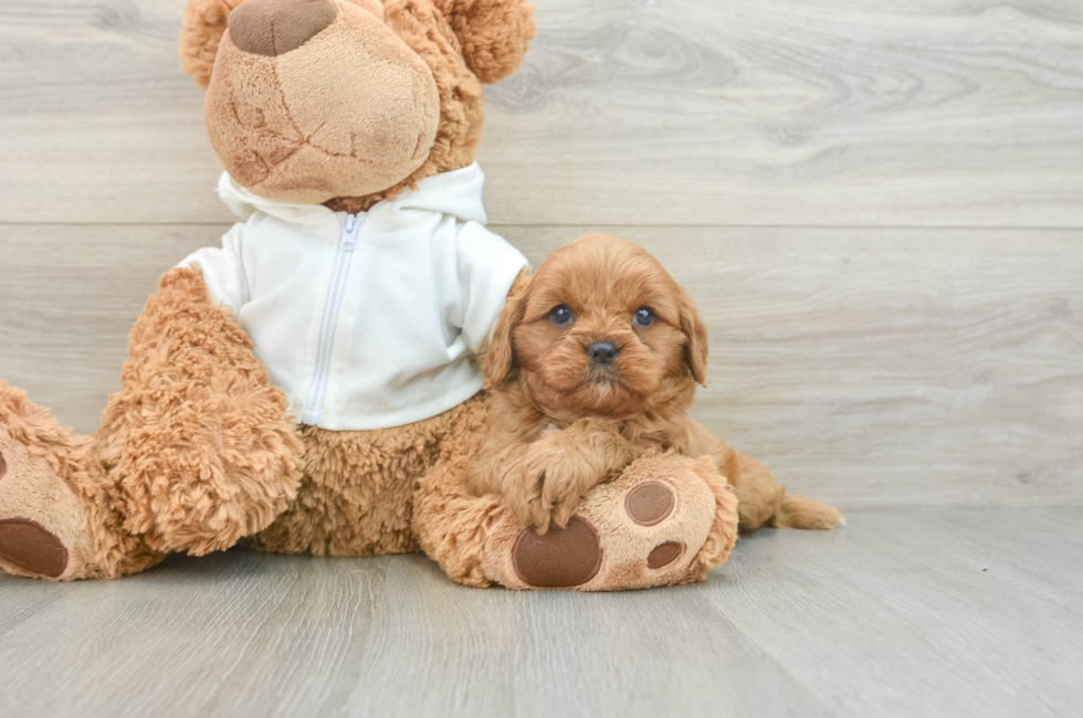 5 week old Cavapoo Puppy For Sale - Simply Southern Pups