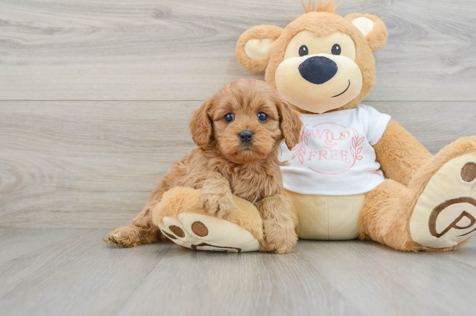 6 week old Cavapoo Puppy For Sale - Simply Southern Pups