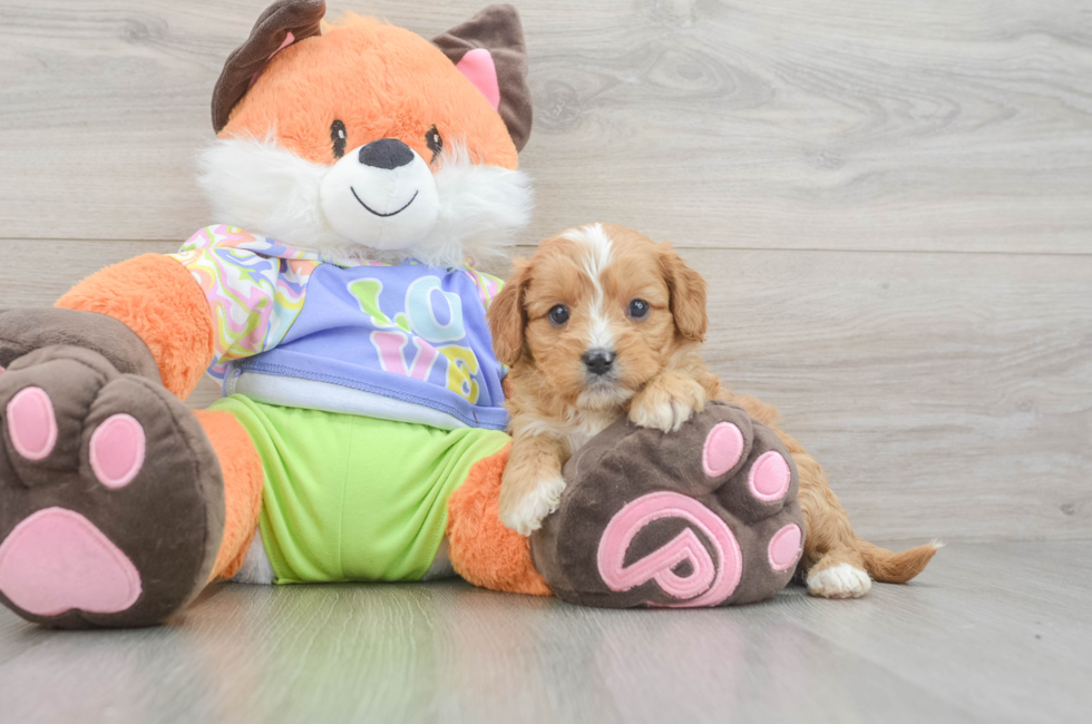 6 week old Cavapoo Puppy For Sale - Simply Southern Pups