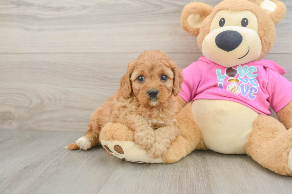 5 week old Cavapoo Puppy For Sale - Simply Southern Pups