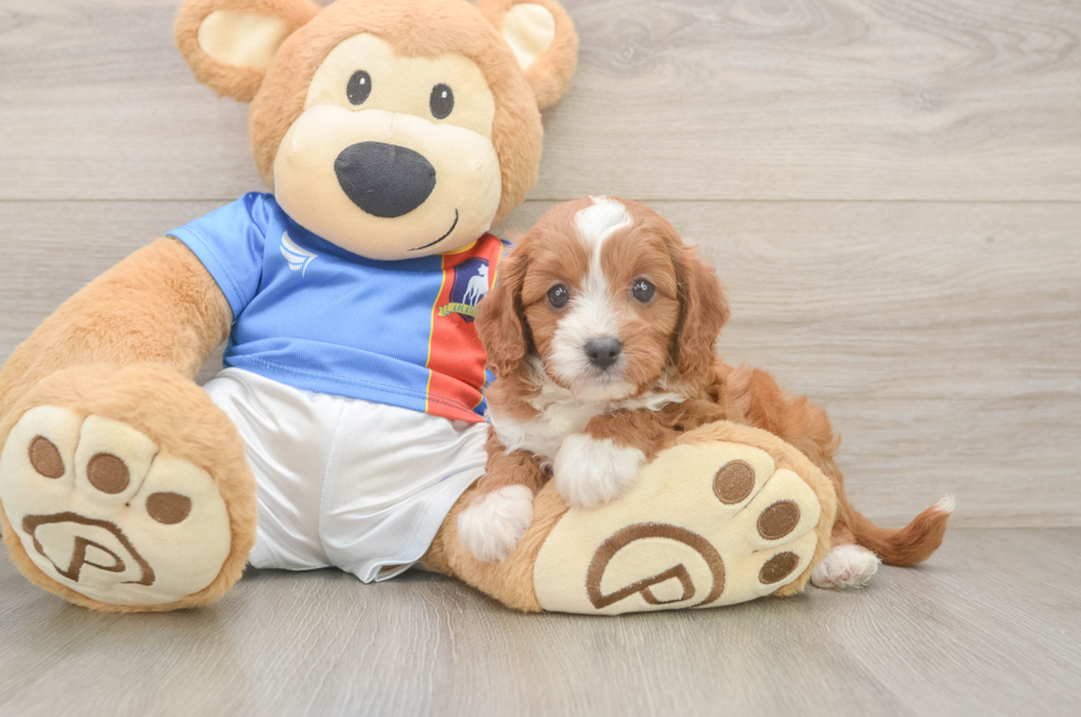 6 week old Cavapoo Puppy For Sale - Simply Southern Pups
