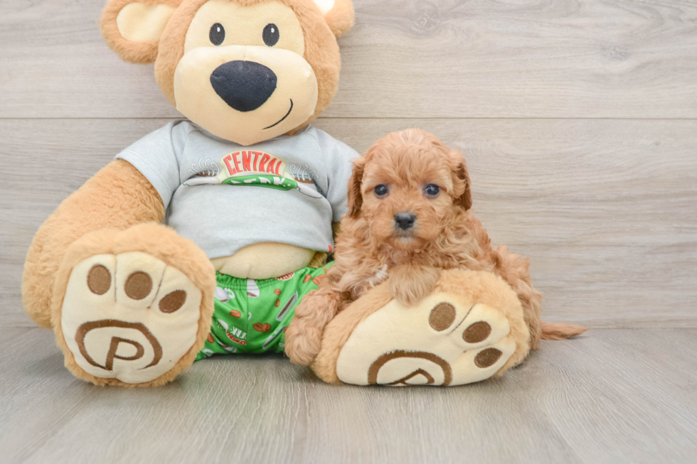 Little Cavipoo Poodle Mix Puppy