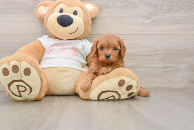 Cavapoo Pup Being Cute