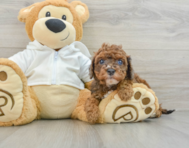 8 week old Cavapoo Puppy For Sale - Simply Southern Pups