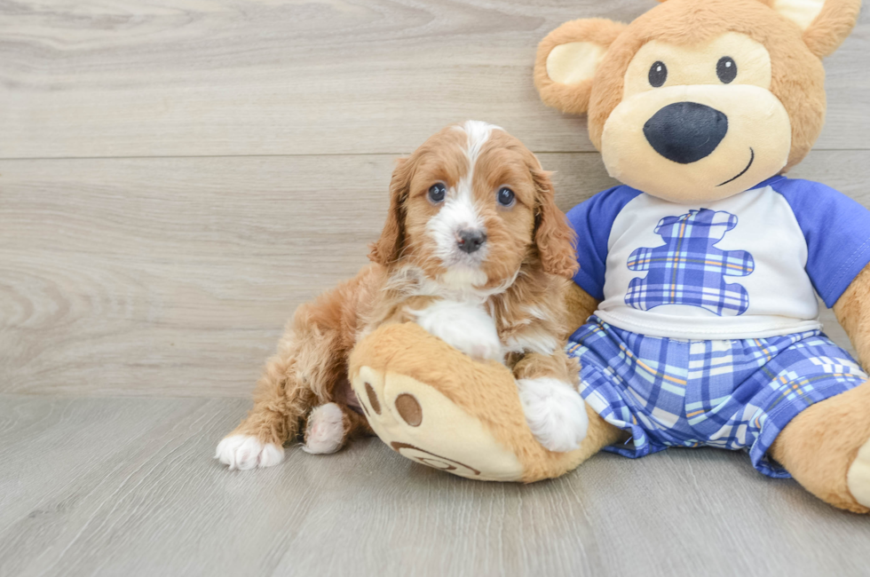 7 week old Cavapoo Puppy For Sale - Simply Southern Pups