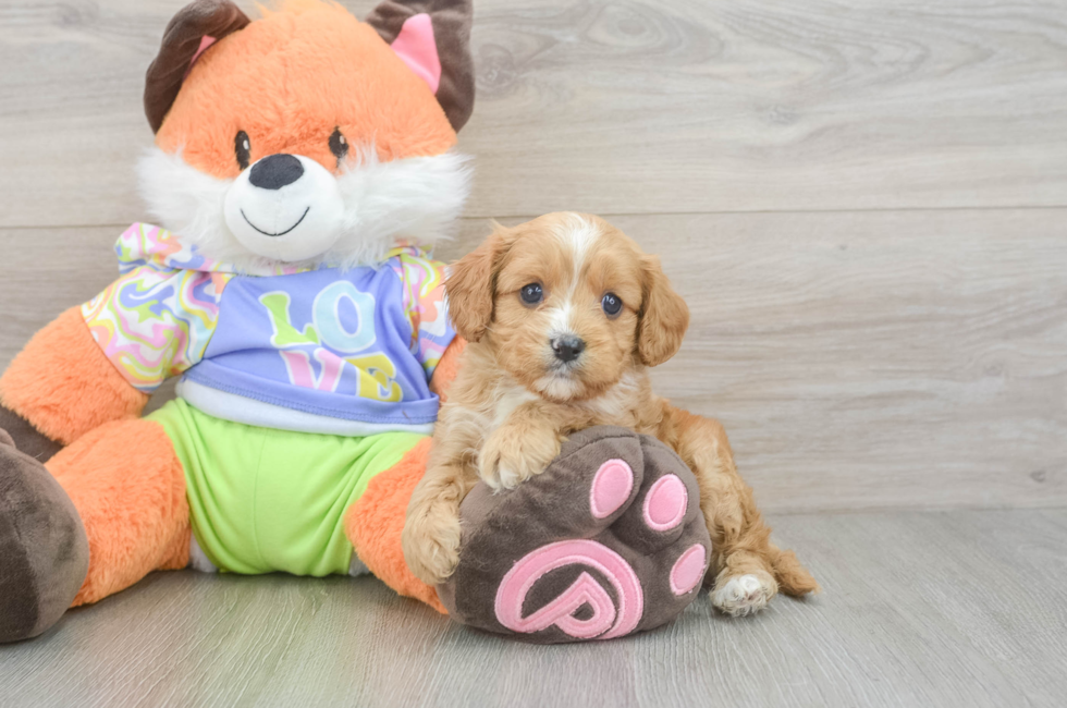 6 week old Cavapoo Puppy For Sale - Simply Southern Pups