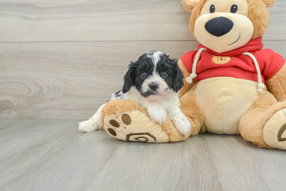 Best Cavapoo Baby