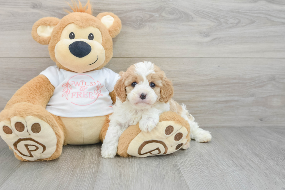 Cavapoo Pup Being Cute