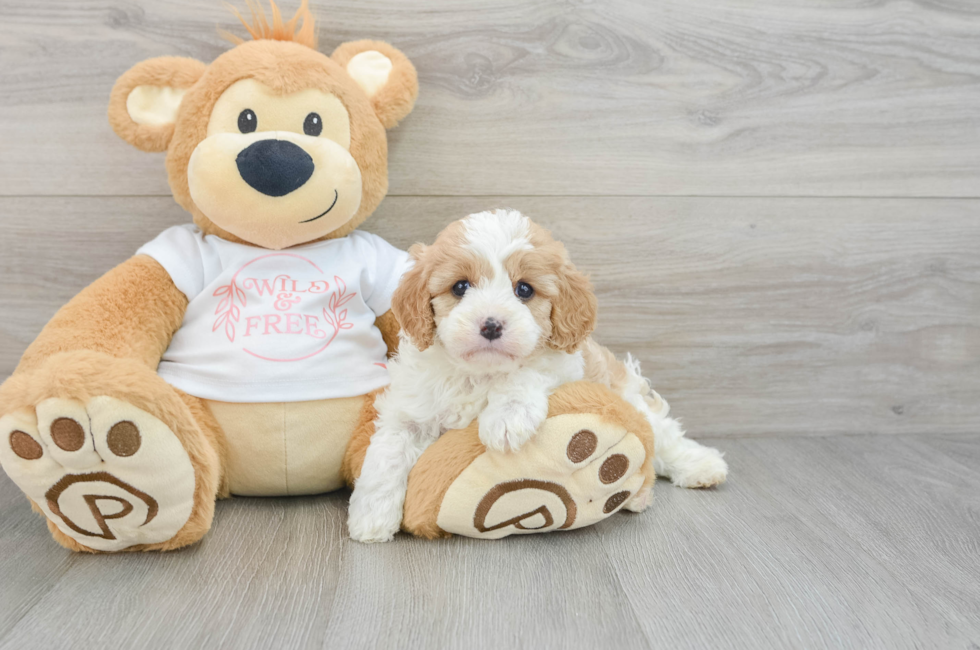 5 week old Cavapoo Puppy For Sale - Simply Southern Pups