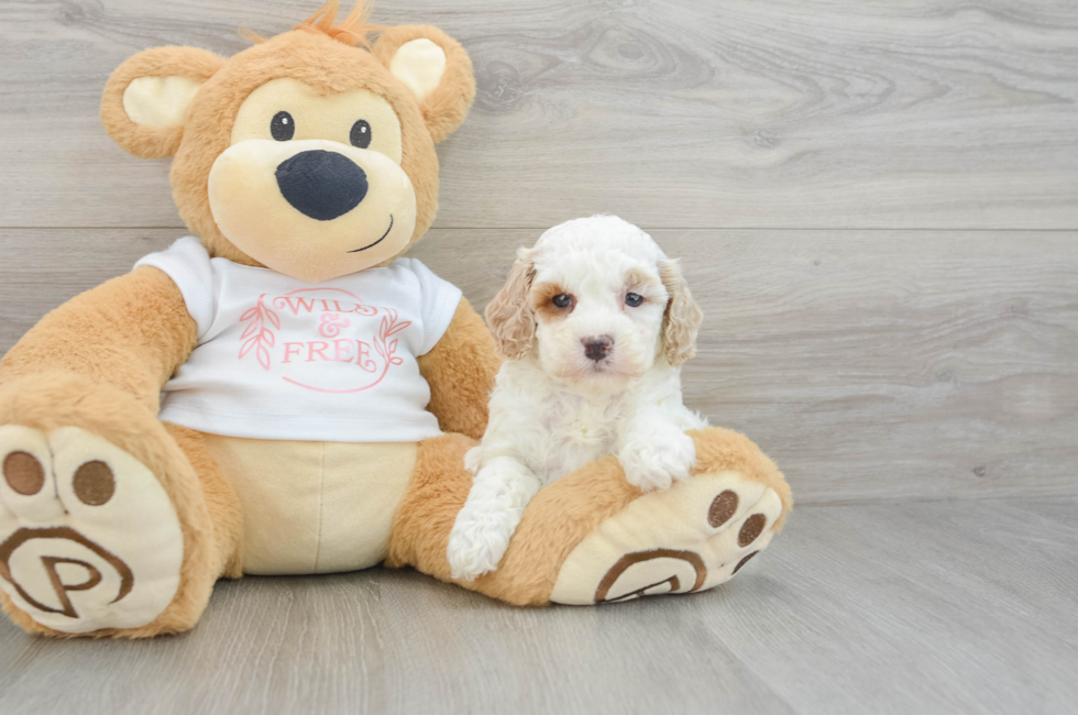 6 week old Cavapoo Puppy For Sale - Simply Southern Pups