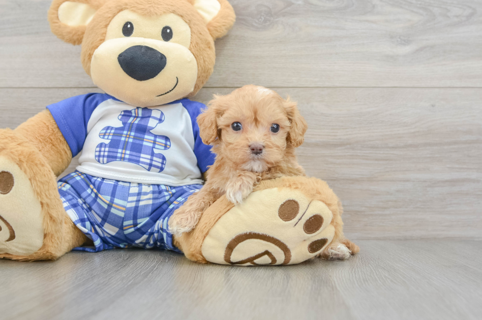 6 week old Cavapoo Puppy For Sale - Simply Southern Pups