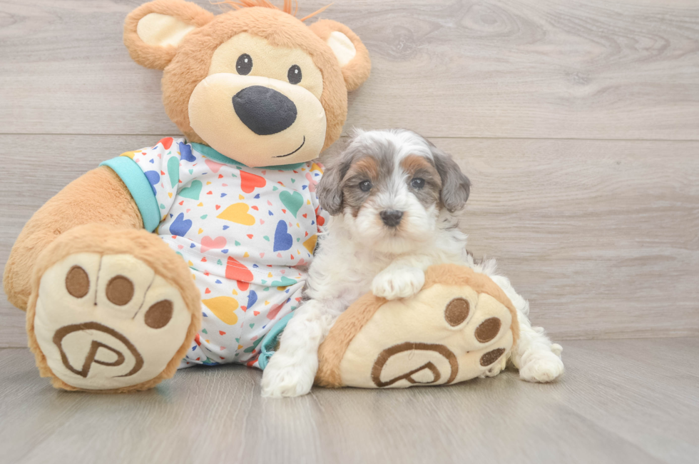 6 week old Cavapoo Puppy For Sale - Simply Southern Pups