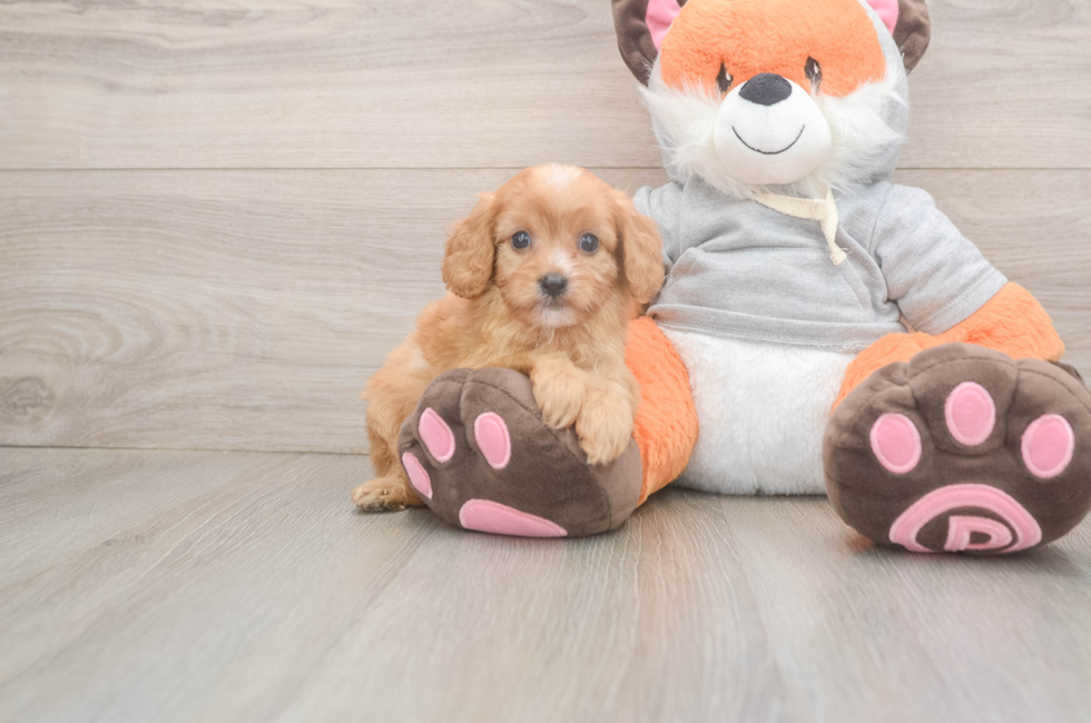 5 week old Cavapoo Puppy For Sale - Simply Southern Pups