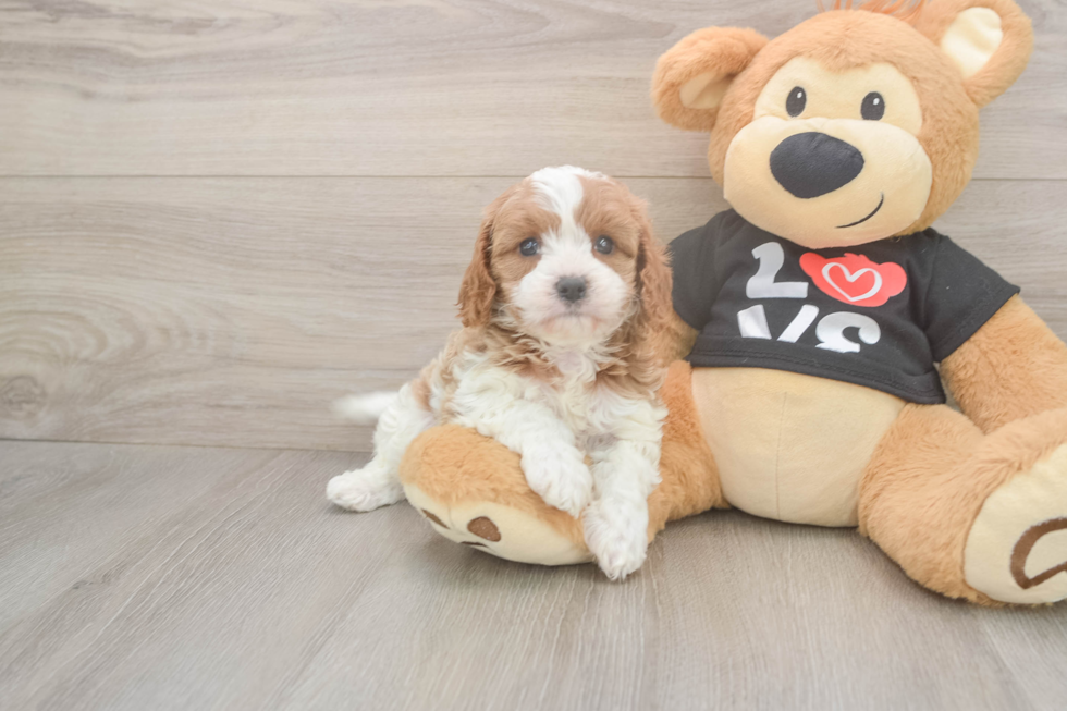 Meet Orion - our Cavapoo Puppy Photo  2/3 - Simply Southern Pups Cavapoo Puppy for Adoption