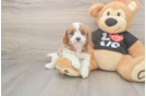 Meet Orion - our Cavapoo Puppy Photo  2/3 - Simply Southern Pups Cavapoo Puppy for Adoption