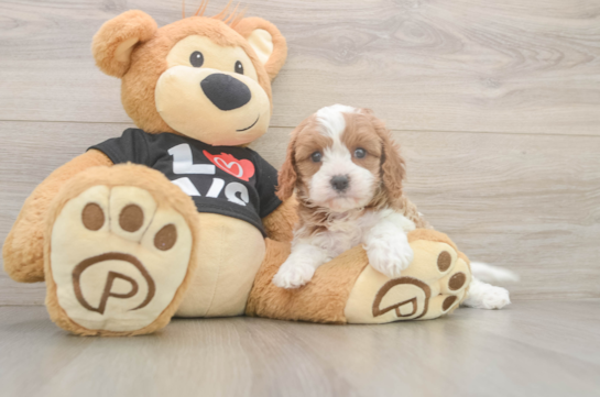6 week old Cavapoo Puppy For Sale - Simply Southern Pups Little Cavipoo Poodle Mix Puppy