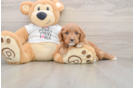 Cavapoo Puppy for Adoption