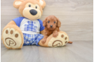Petite Cavapoo Poodle Mix Pup