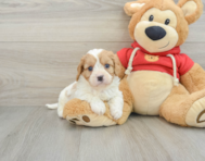 7 week old Cavapoo Puppy For Sale - Simply Southern Pups