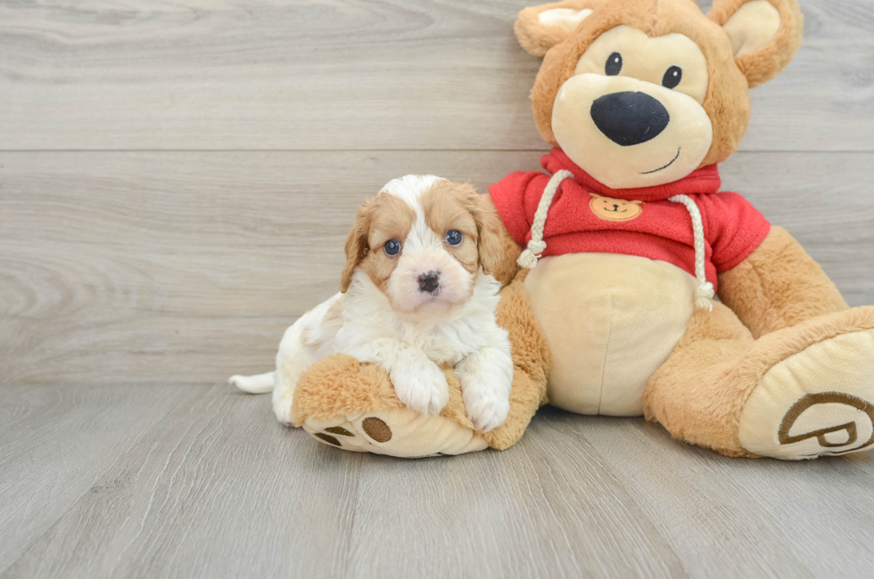 7 week old Cavapoo Puppy For Sale - Simply Southern Pups