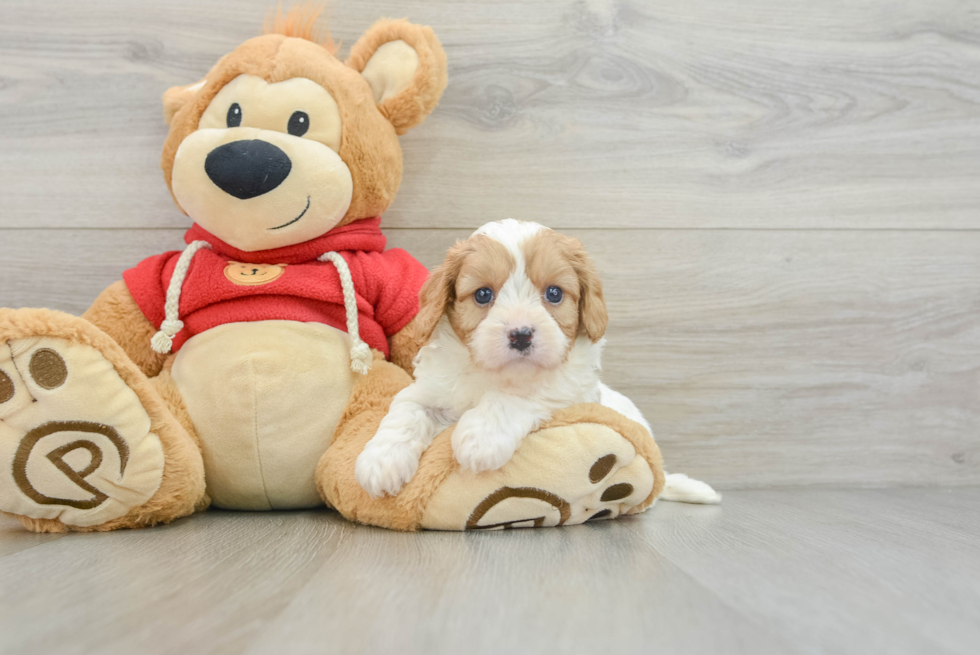 Energetic Cavoodle Poodle Mix Puppy