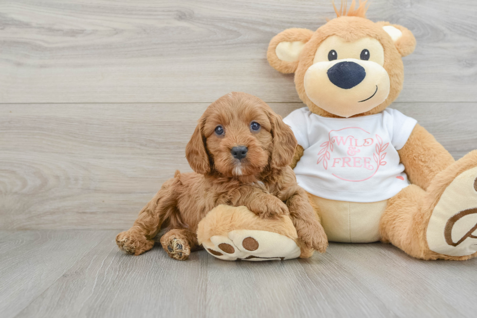 Best Cavapoo Baby