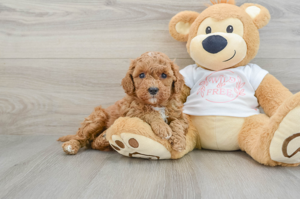 Cavapoo Pup Being Cute