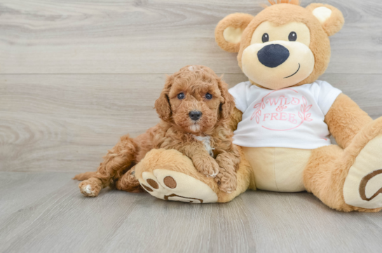 Cavapoo Pup Being Cute