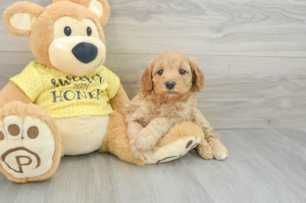 5 week old Cavapoo Puppy For Sale - Simply Southern Pups