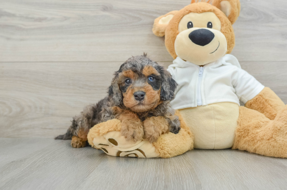 6 week old Cavapoo Puppy For Sale - Simply Southern Pups