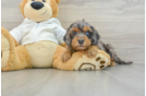 Cavapoo Puppy for Adoption