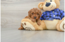 Funny Cavapoo Poodle Mix Pup