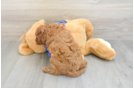 Friendly Cavapoo Baby