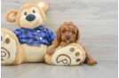 Cavapoo Puppy for Adoption