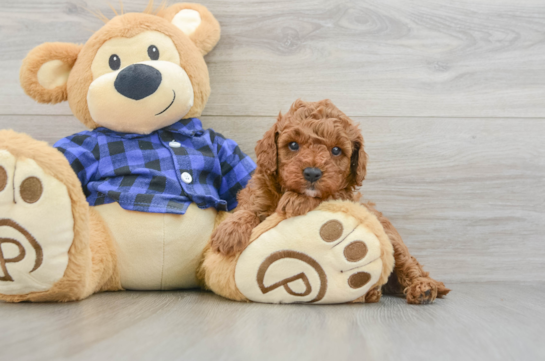 Cavapoo Puppy for Adoption