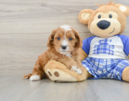 8 week old Cavapoo Puppy For Sale - Simply Southern Pups