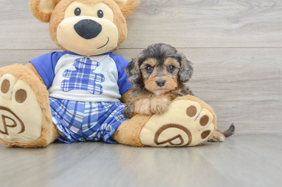 6 week old Cavapoo Puppy For Sale - Simply Southern Pups