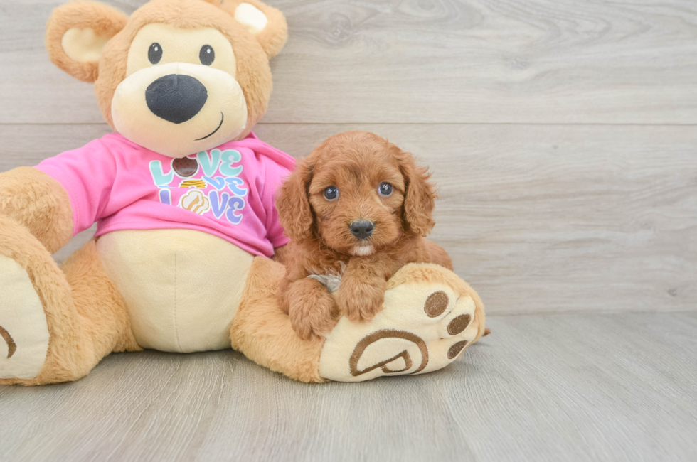 5 week old Cavapoo Puppy For Sale - Simply Southern Pups