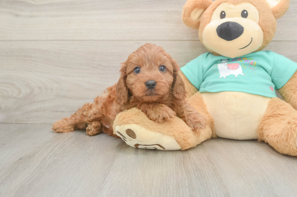 6 week old Cavapoo Puppy For Sale - Simply Southern Pups