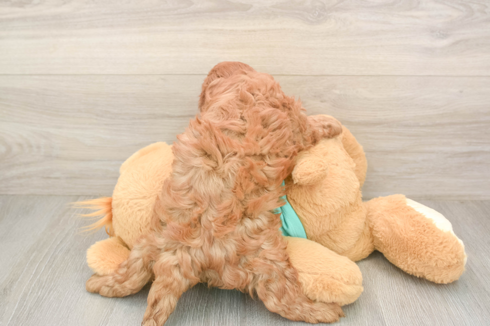 Cavapoo Pup Being Cute