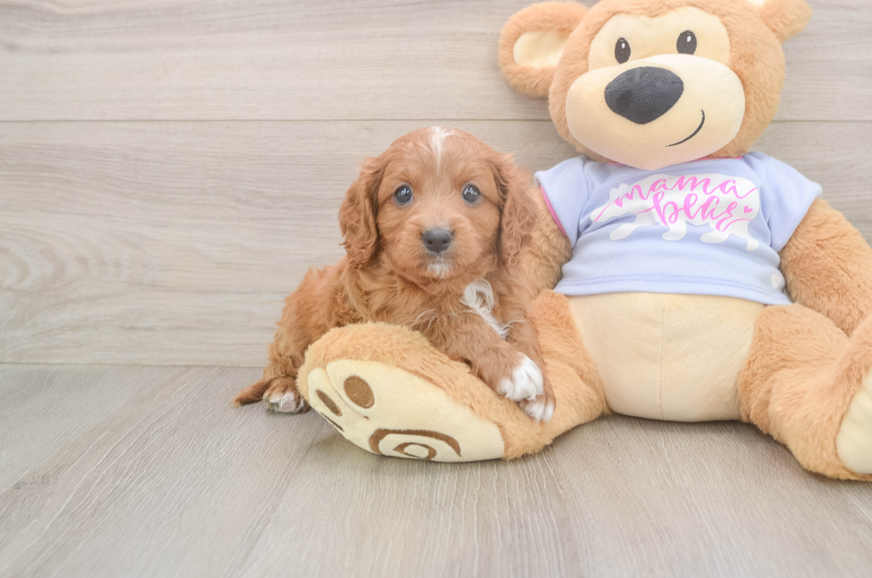 6 week old Cavapoo Puppy For Sale - Simply Southern Pups
