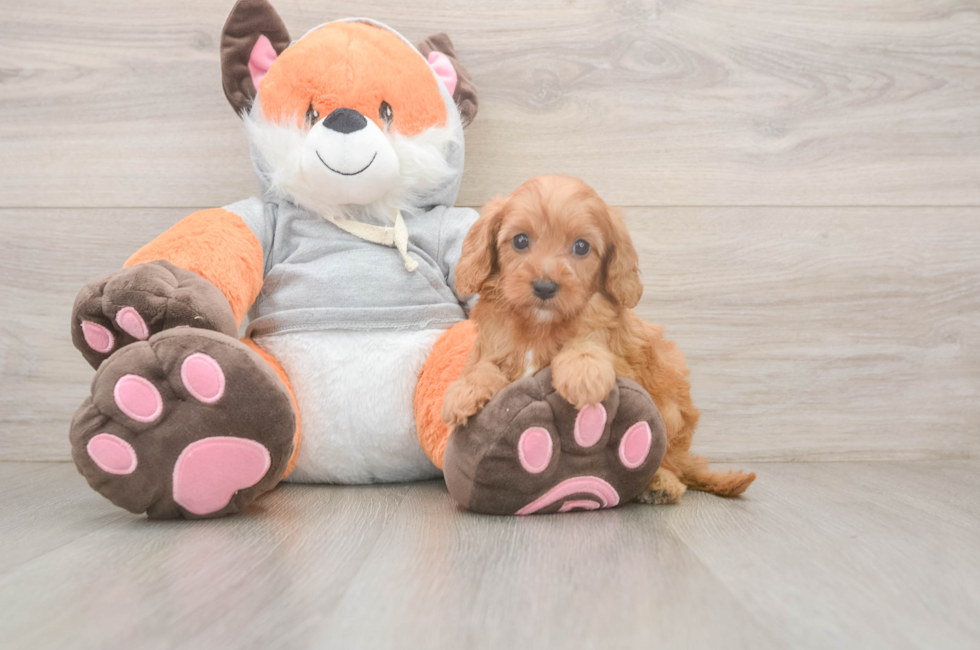 5 week old Cavapoo Puppy For Sale - Simply Southern Pups