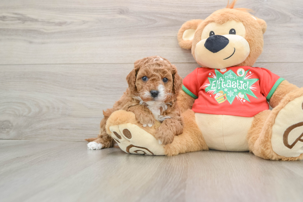 Best Cavapoo Baby